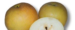 AsianPear