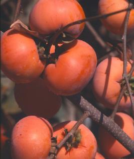 Fuyupersimmons