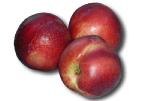 Nectarines